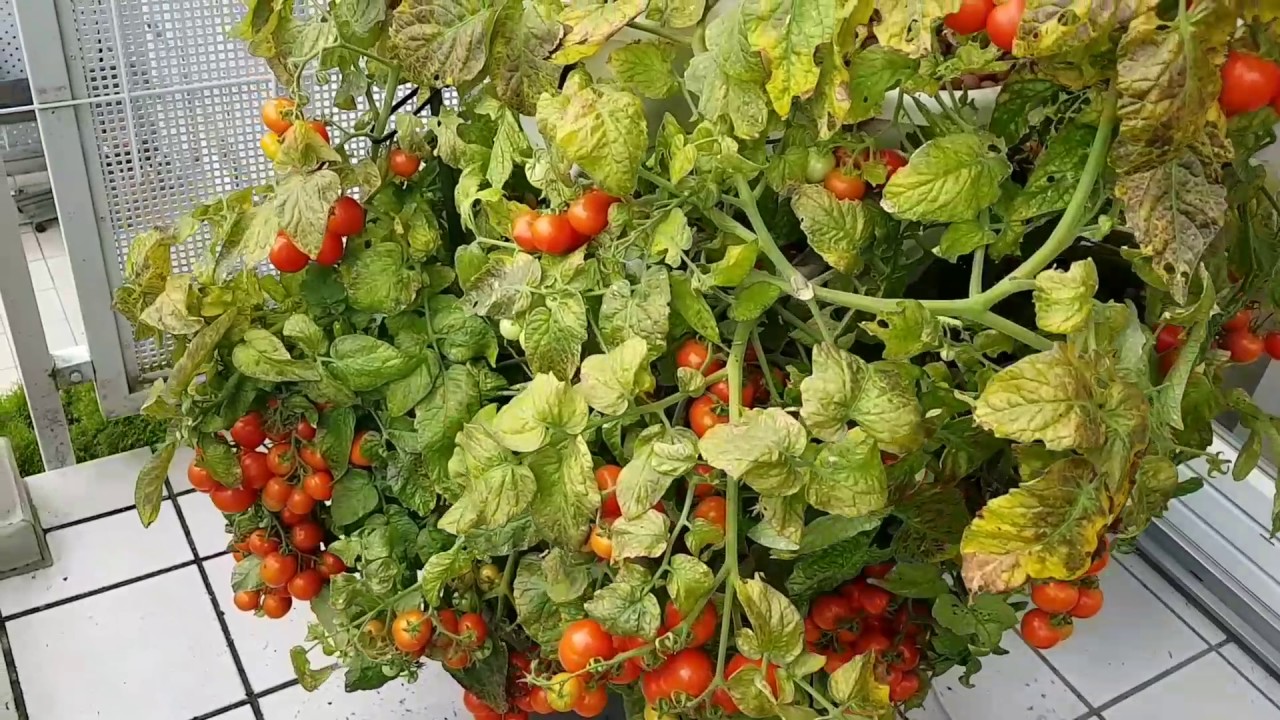 🍅🍅🍅🍅🍅🍅🍅🍅🍅🍅🍅🍅🍅🍅🍅🍅Tomaten im Überfluss 🍅🍅🍅🍅🍅🍅🍅🍅🍅🍅🍅