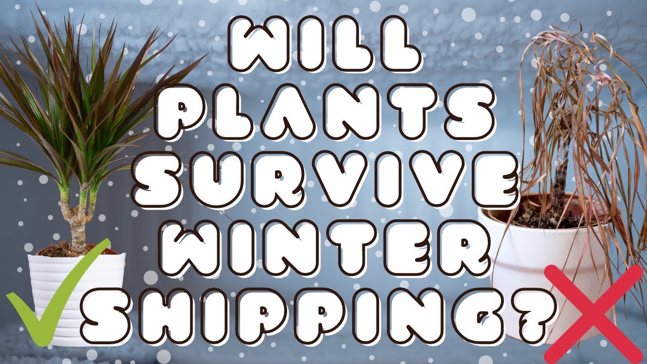 Will Plants Survive Winter Shipping (Testing 72 hour UniHeat packs)