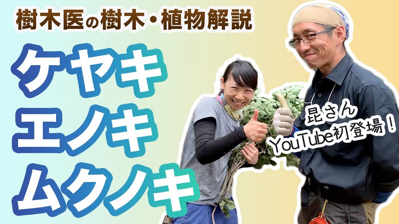 【樹木・植物解説】ケヤキ、エノキ、ムクノキの違いと特徴