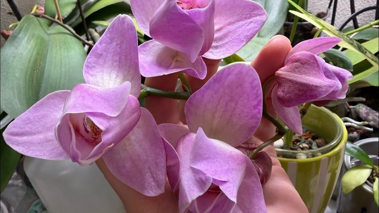 Продолжение большого обзора моих редких орхидей 🦋💛 #орхідеї #orchid #peloric #орхидеибабочки 