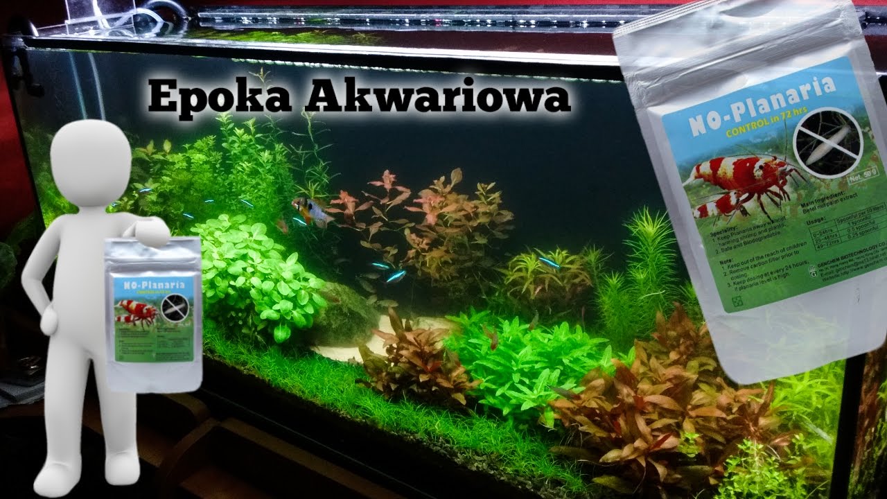 NO PLANARIA - jak stosować oraz czy działa na wypławki i ślimaki ? / epoka akwariowa