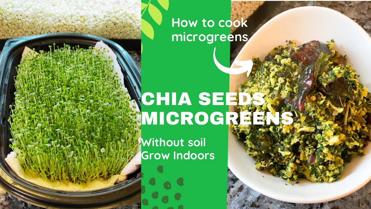 Grow Microgreens from Chia Seeds | Without Soil | Microgreens Spinach Stir fry Recipe