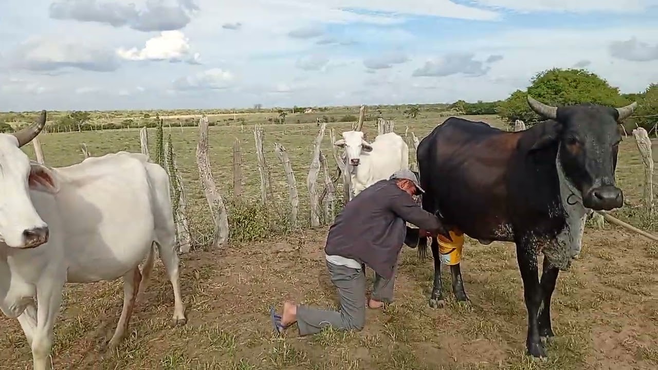Sogro tirando leite da primeira vaca 