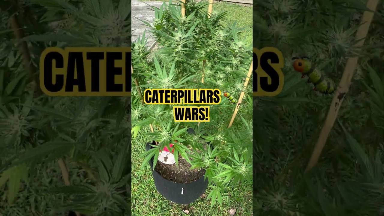 Outdoor Grow 2025 Ethos Haze IHG Slurricane #garden #green #flower #plants #yt #shortvideo #grow