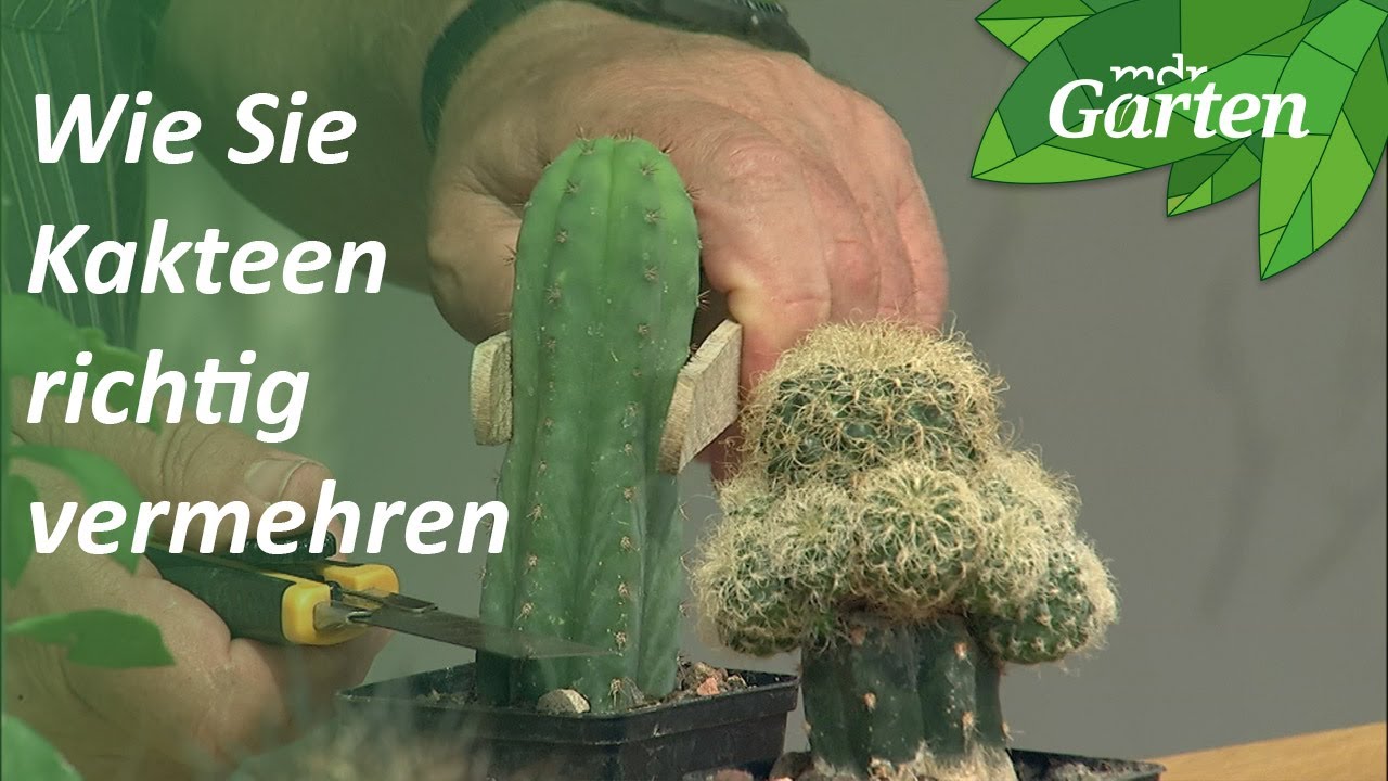 Wie Sie Kakteen richtig durch Pfropfen vermehren | MDR Garten