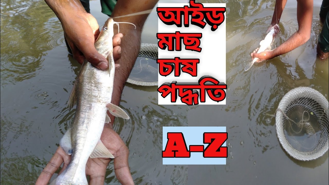 আইড় মাছ চাষ পদ্ধতি