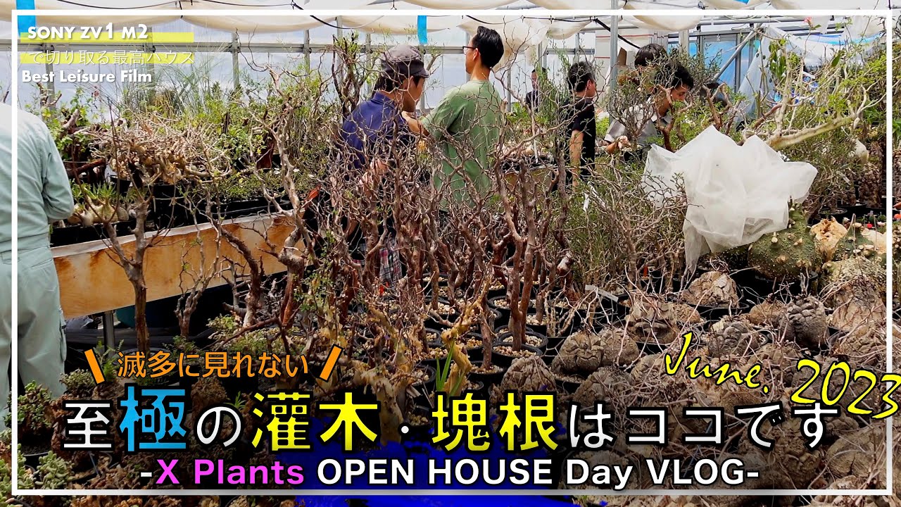 【パキポ・パキプス】滅多に開かない秘境ハウス「X Plants」オープンハウスで至極の灌木に溺れてきた｜グラキリス｜フォークエリア｜コミュフォラ｜ピグマエア｜Sony ZV1 m2