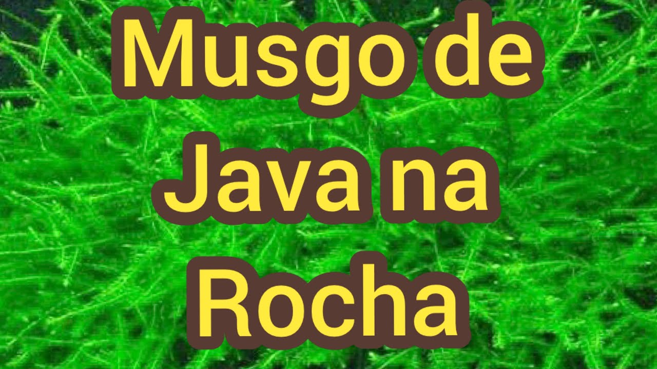 MUSGO DE JAVA NA ROCHA