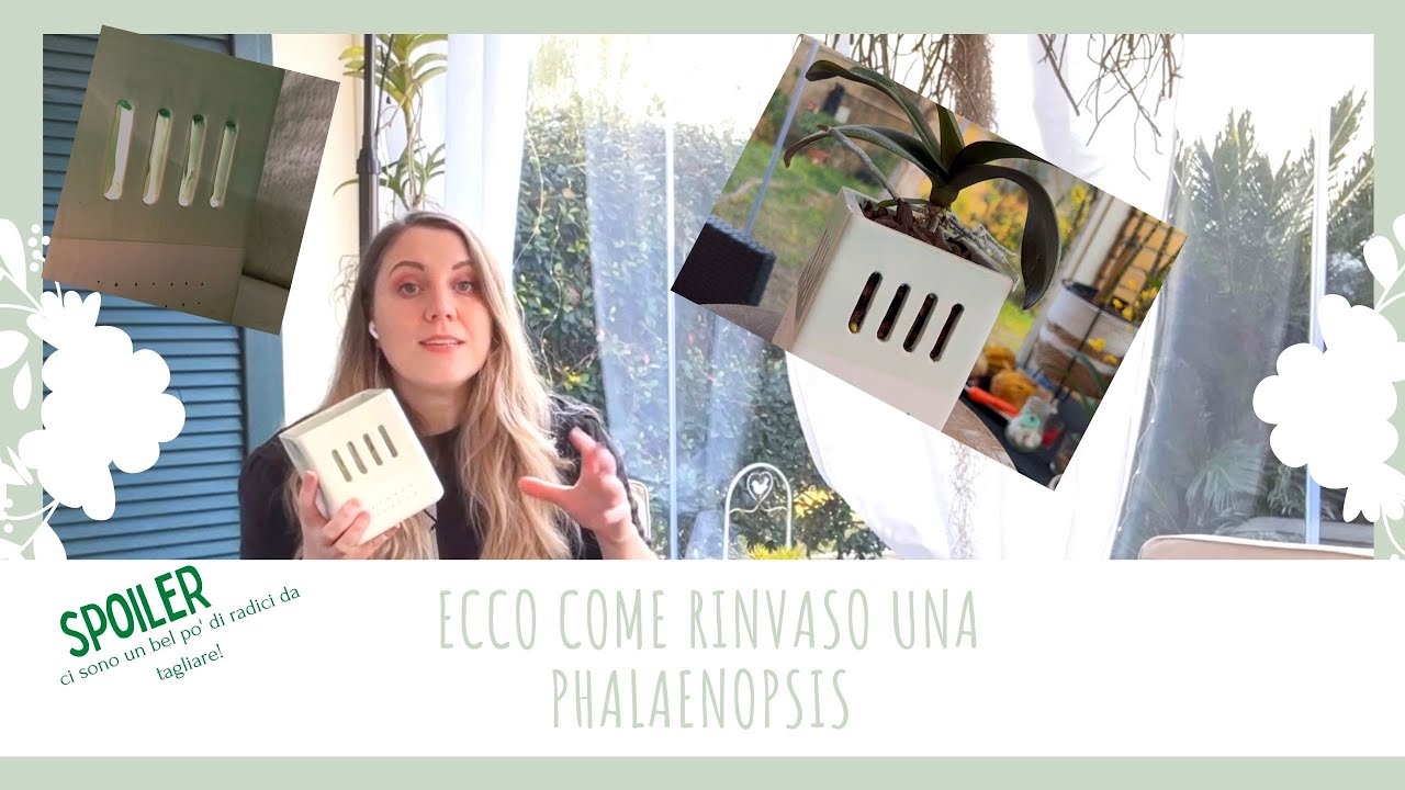 Come rinvasare una phalaenopsis, dal taglio delle radici al rinvaso.