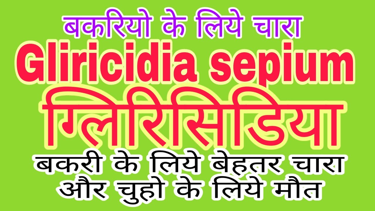 KGF - Fodder for Goats Gliricidia sepium