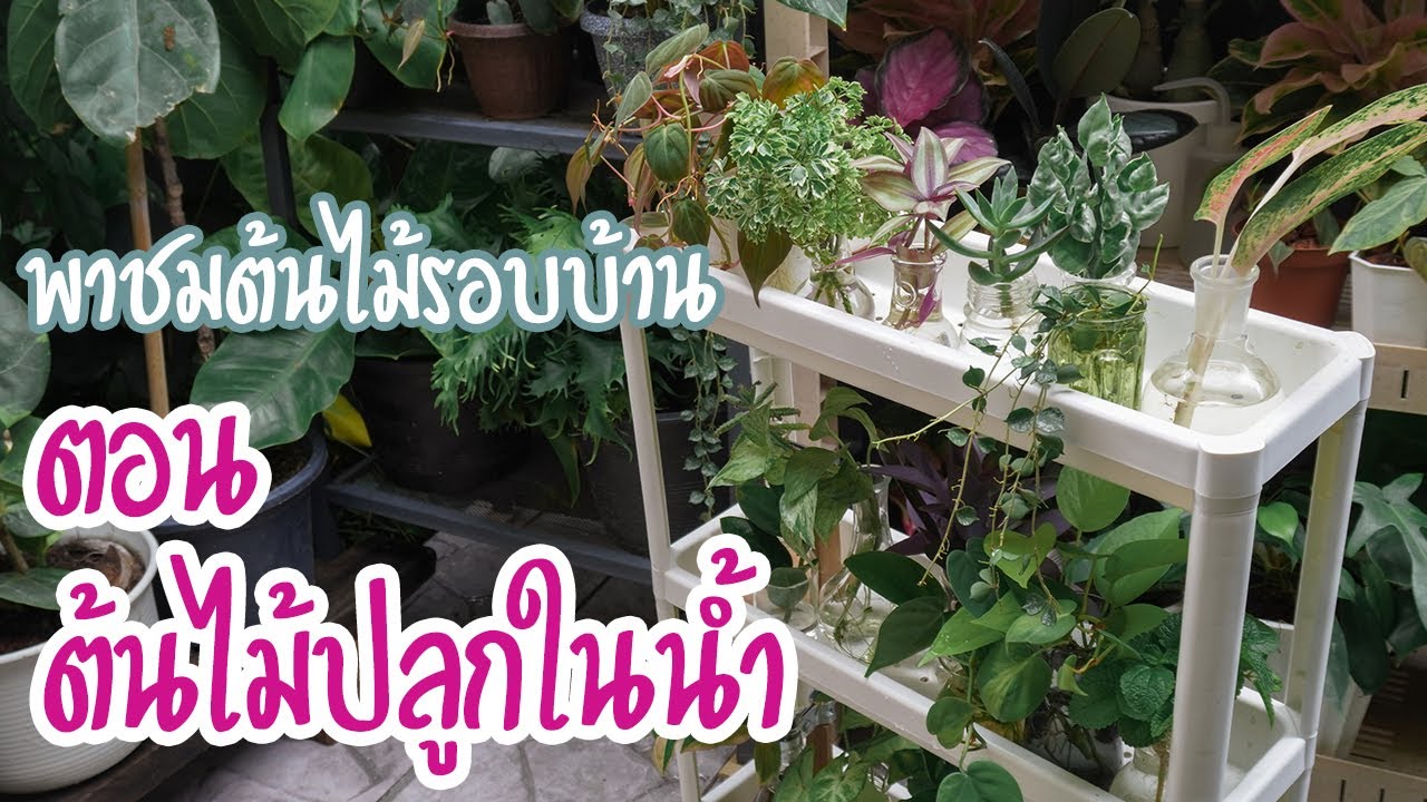 พาชมต้นไม้รอบบ้าน ตอน ต้นไม้ปลูกในน้ำ #ต้นไม้น้ำ