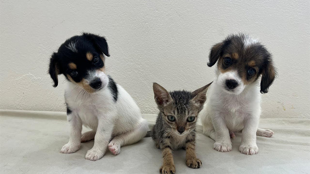 Hilarious Cat Reaction [When Meeting Puppies for the First Time]