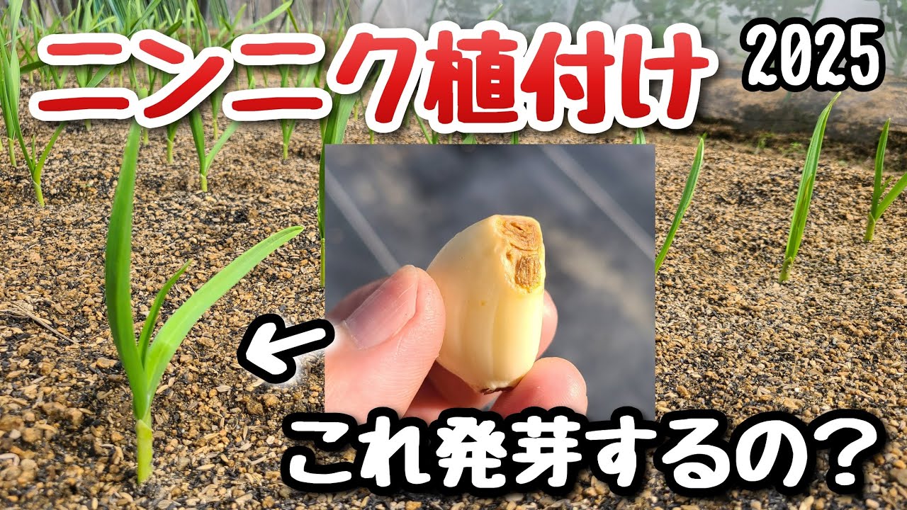 【ニンニ ク】種球はどの程度の痛み具合まで発芽するのか？