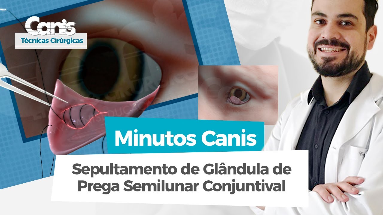 Sepultamento de Glândula de Prega Semilunar Conjuntival - Técnicas Cirúrgicas - Minutos Canis