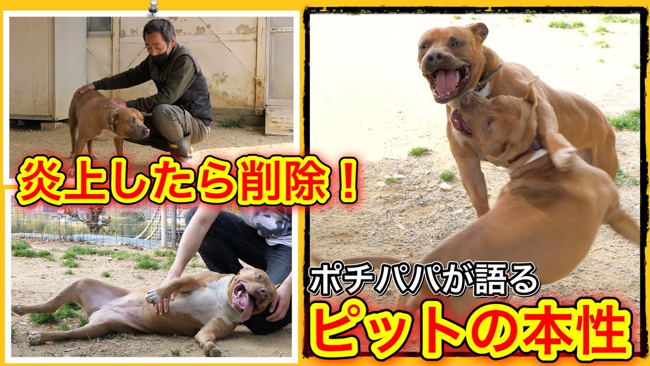 ポチパパさんが明かす本当は甘えん坊で飼いやすいピットブルの秘密【保護犬達の楽園編最終回】
