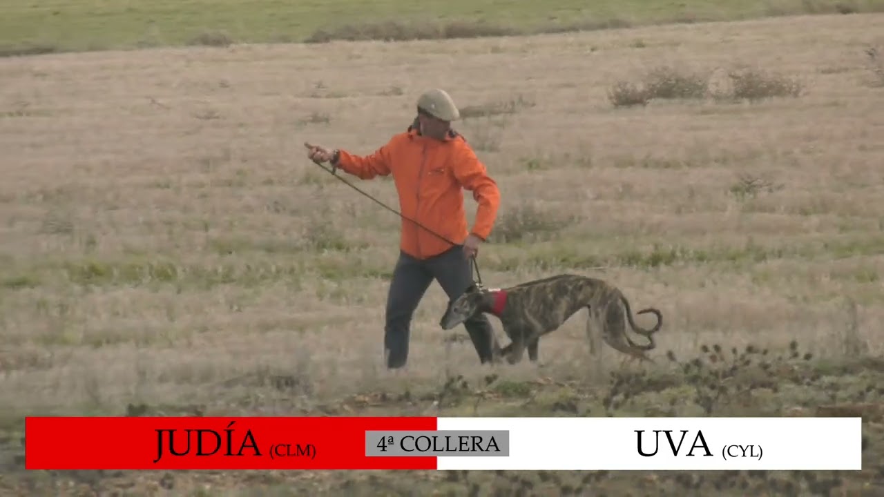 Los Mejores momentos  Segunda Jornada   Cuartos  de Final LXXXVIII  CTO DE ESPAÑA DE GALGOS EN CAMPO