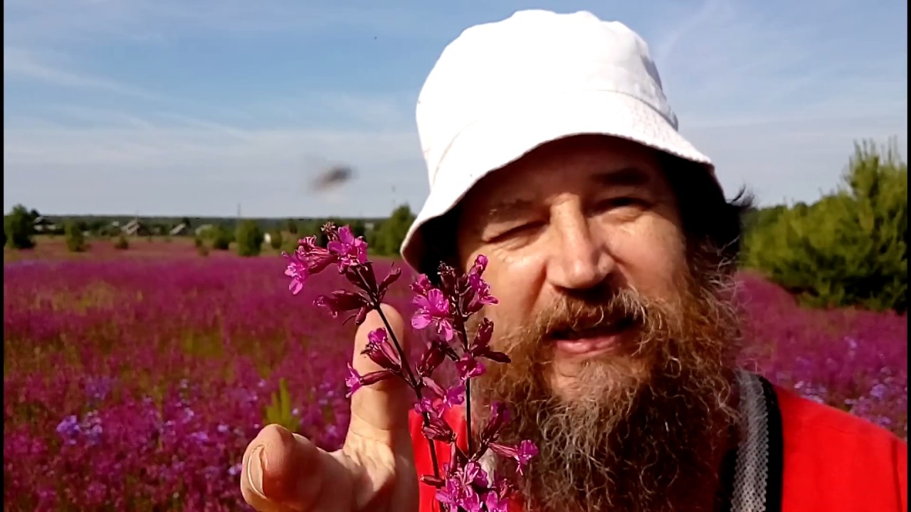 Смолка обыкновенная, зарянка клейкая  - аптека дома