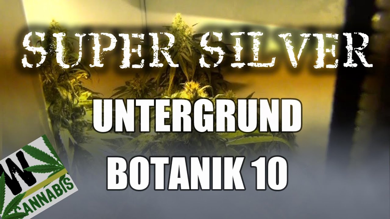 Super Silver | Untergrundbotanik Marijuana Grow № 10