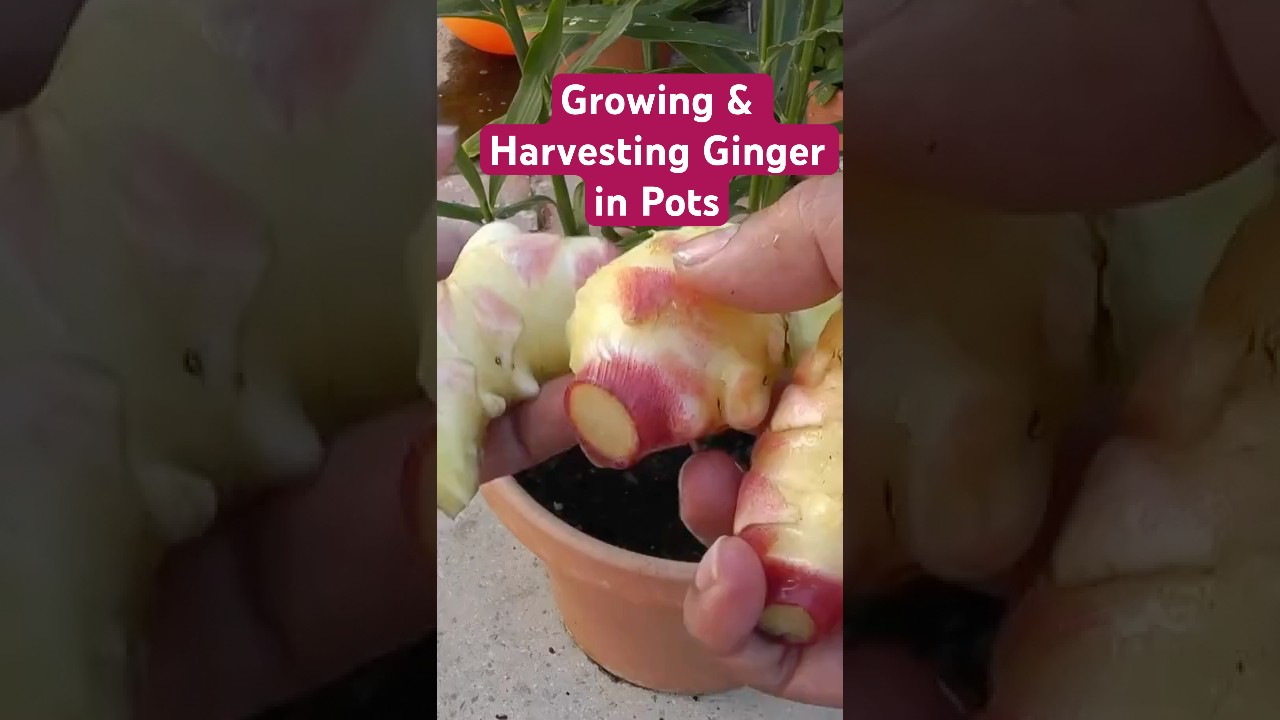 Growing and Harvesting Ginger in Pots: Fall Gardening Tips!