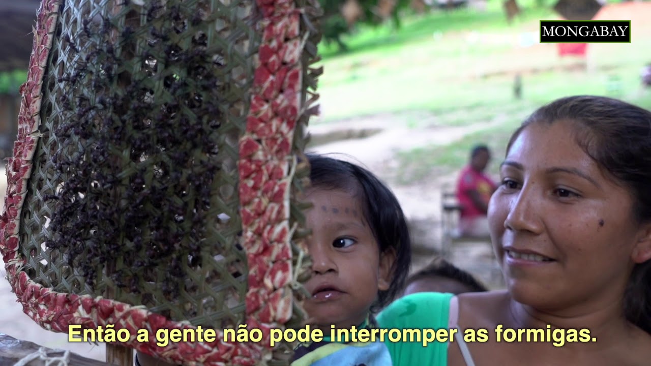 Ritual da Tucandeira: grupo indígena fortalecido