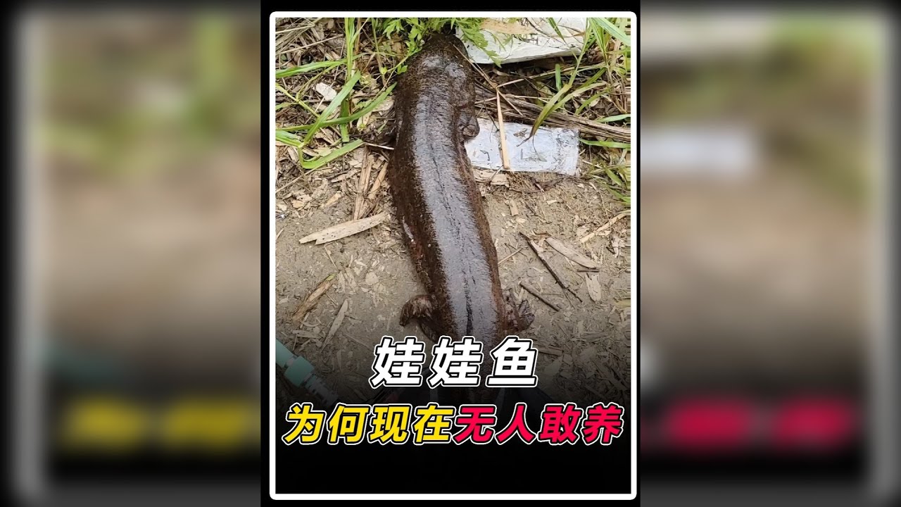 【抖音独家】曾是“八珍”之一，卖到千元一斤的娃娃鱼，养殖户如今为何不敢碰？@抖音科普