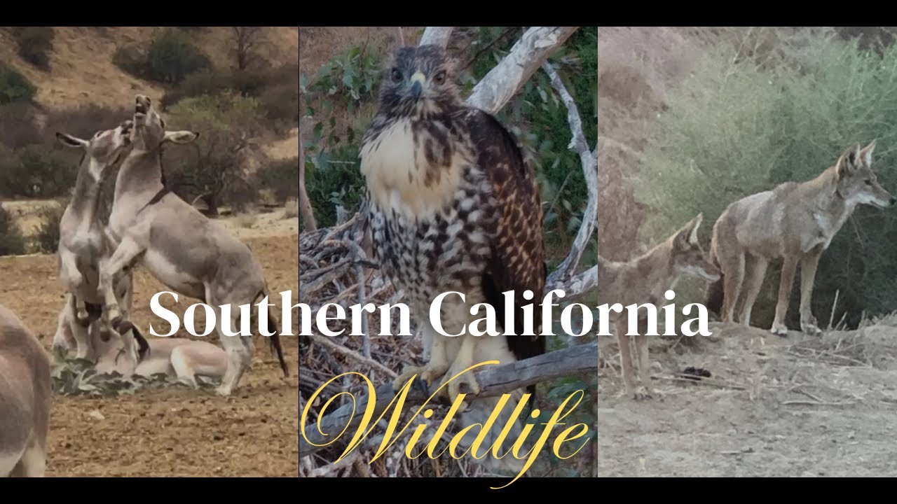 Southern California is TEEMING with wildlife!