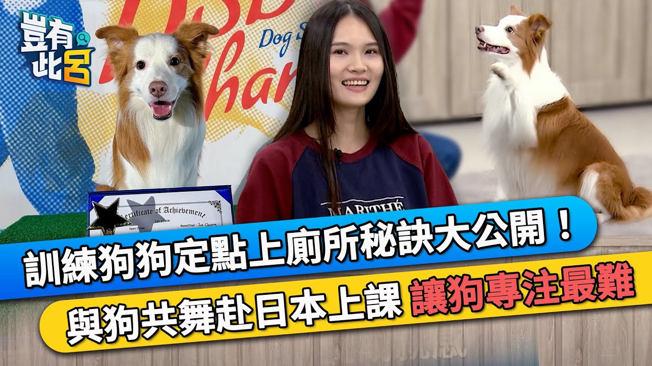 訓練狗狗定點上廁所秘訣大公開！ 與狗共舞赴日本上課 讓狗專注最難｜豈有此呂 EP364 精華｜珺珺 布布