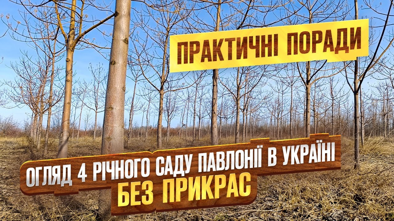 Весняний огляд саду павловнії в Україні 2025