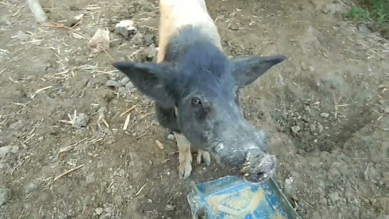 LIFE AS A FARMER IN THE PHILIPPINES#animals #farming #agriculture#philippines #business 🐖🐷