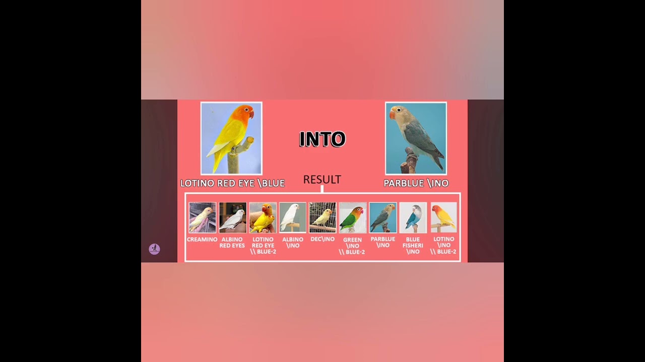سلسلة رقم 3 من  نتيجة تزوج طفرات مختليفة من طيور الفيشر طيور الحب الناظور 💕💕 lovebird 