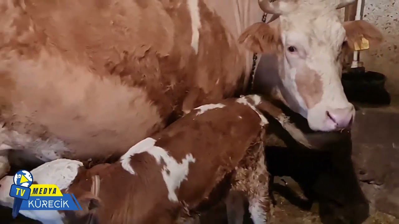 Kürecik Harunuşağı Köyünden Görüntüler