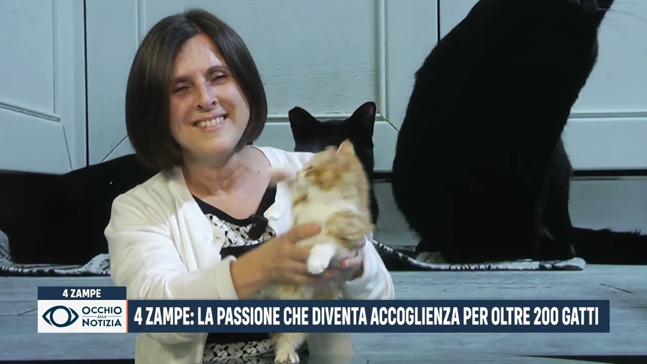 4 Zampe la passione che diventa accoglienza per oltre 200 gatti