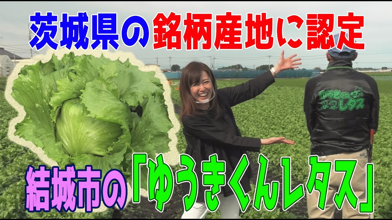 『ゆうきくんレタス』茨城県結城市の名産！【結城市魅力発信動画♪】