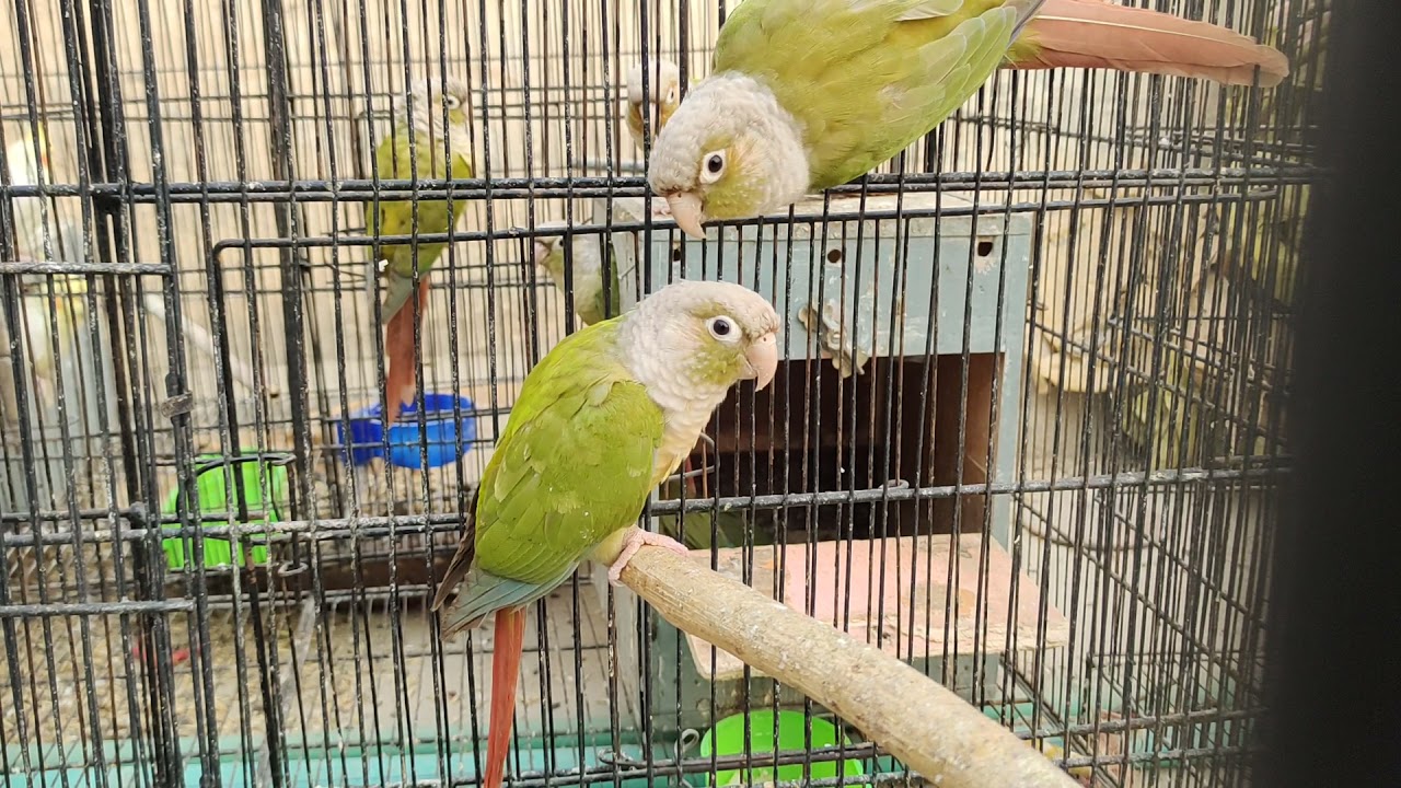 pineapple conure breeding setup || parrots breeding season || #chaudharyFarms
