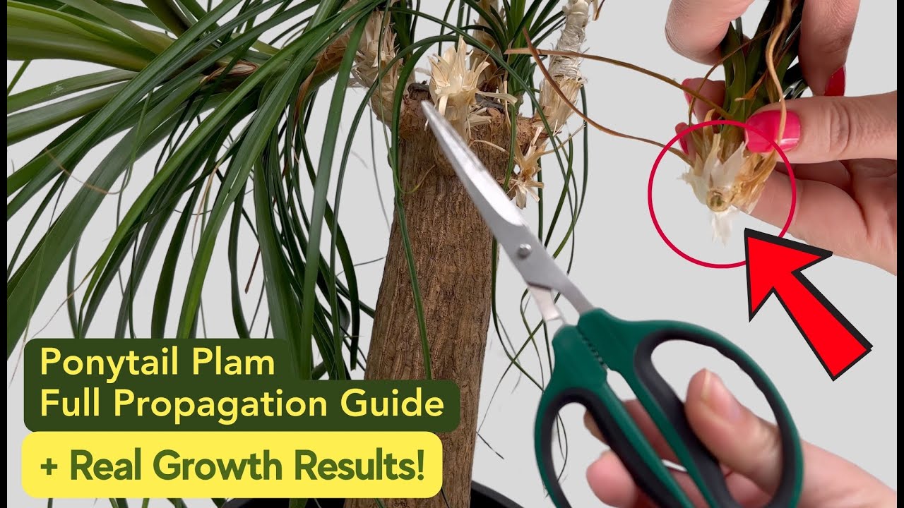 How to Propagate Ponytail Palm + Amazing Results After 6 Weeks! Full Guide Soil vs Perlite