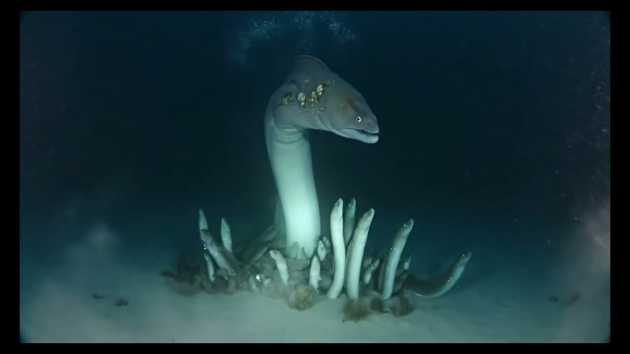 廃墟になった深海水族館を調査｜異型生物の住む海域 #海洋恐怖症 #水族館 #巨大生物