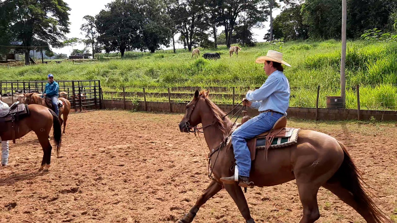 curso ranch sorting 6 fevereiro 2021