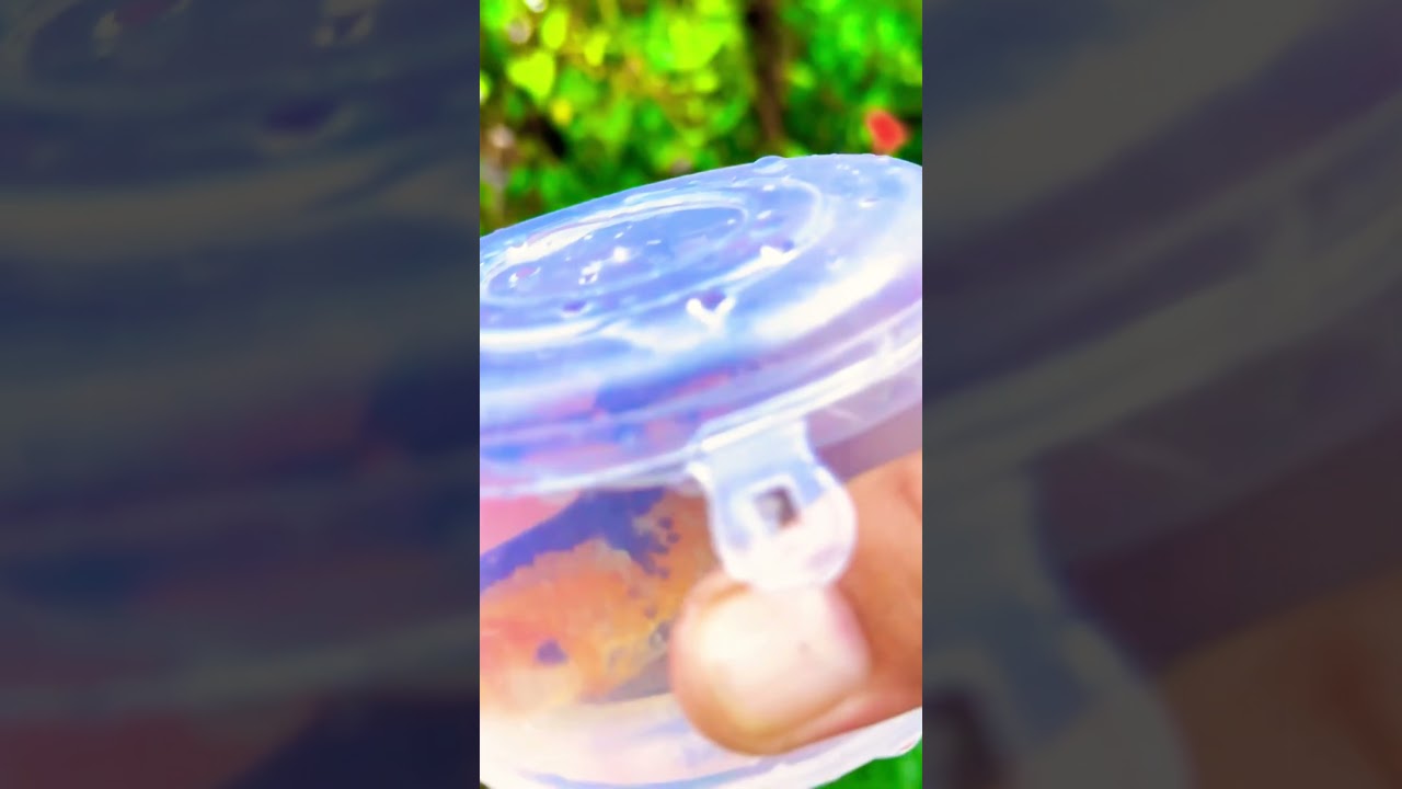 The Incredible Catch Colorful Aquarium  Koi, Frog, Pencil Fish,Baby Turtle,  Carp Fish In Small Pond
