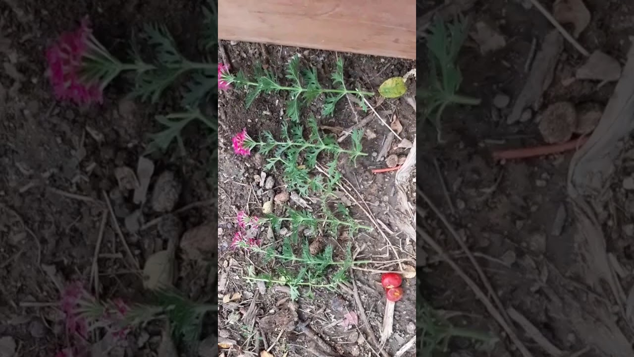 ¡REPRODUCCION POR ESQUEJES! Reproducciendo una variedad de verbena