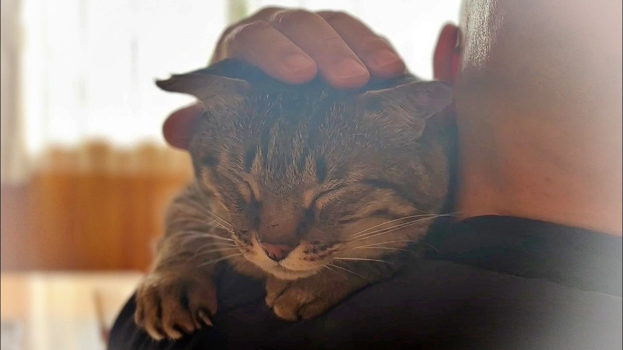愛されてる？それはただの錯覚でした･･【元野良猫・保護猫】