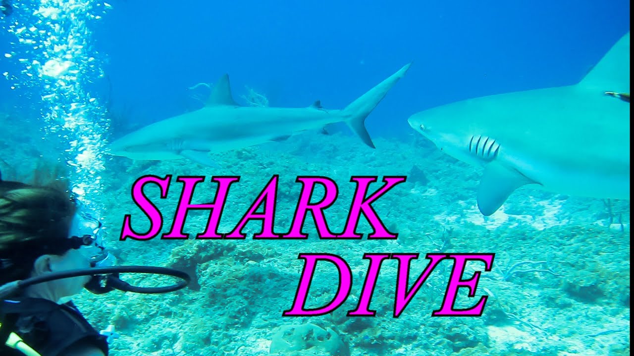 Bahamas or Bust #5- Scuba Shark Dive; S1K challenge; Vote @ 1:18 mark, In time for Shark Week!