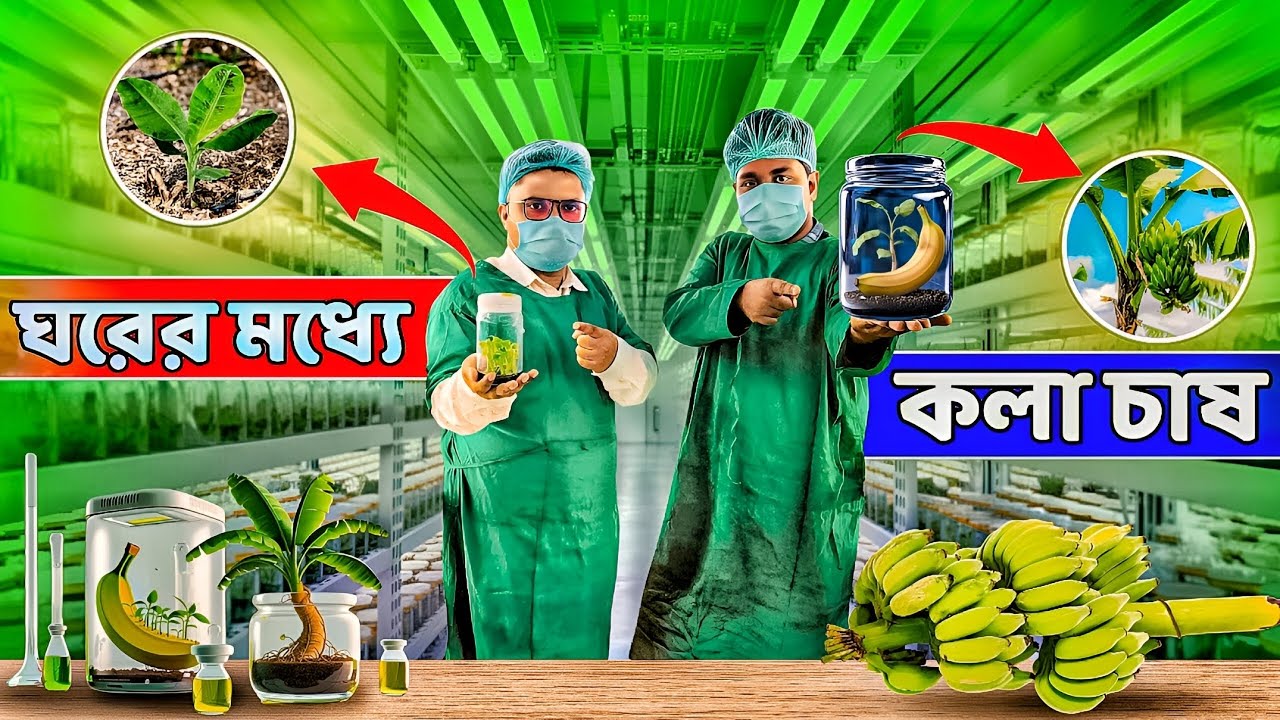 পশ্চিমবঙ্গে আজব ভাবে ঘরের মধ্যে হচ্ছে কলা চাষ | Tissue Culture Banana | Banana Plant | Indoor Banana