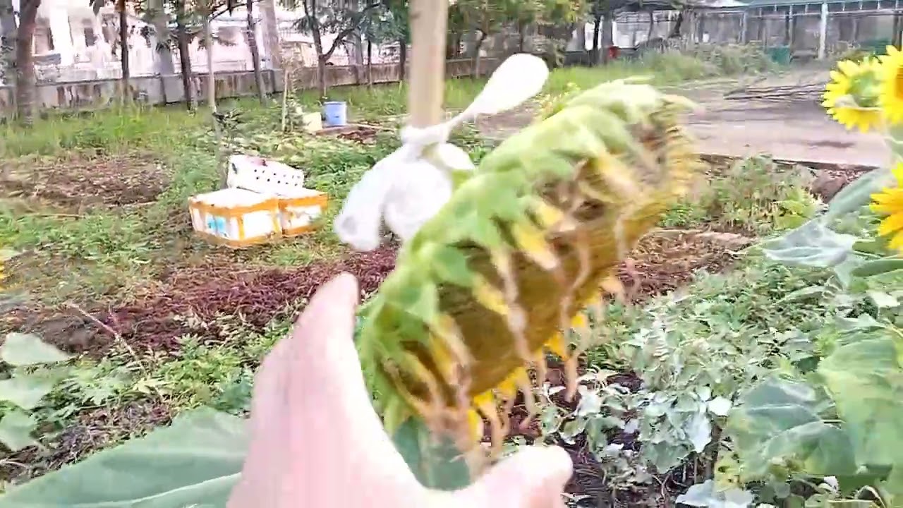 Một số giống hướng dương.