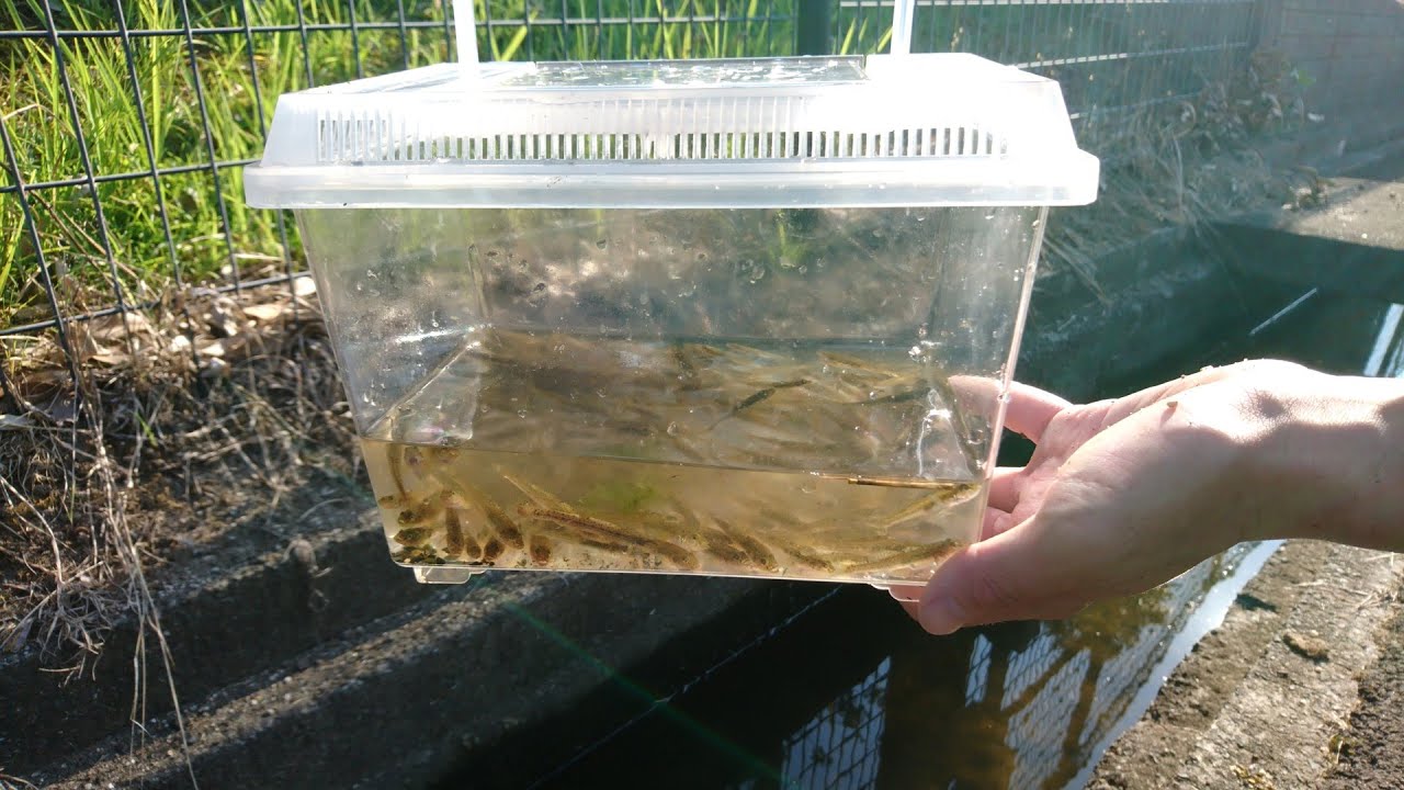 幅30cm水深10㎝の側溝に無限湧きしてる