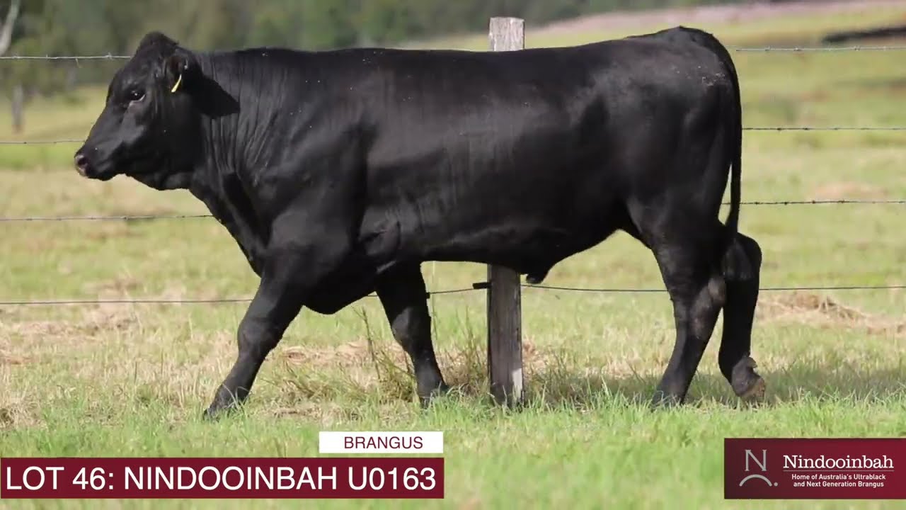 LOT 46: NINDOOINBAH 2025
