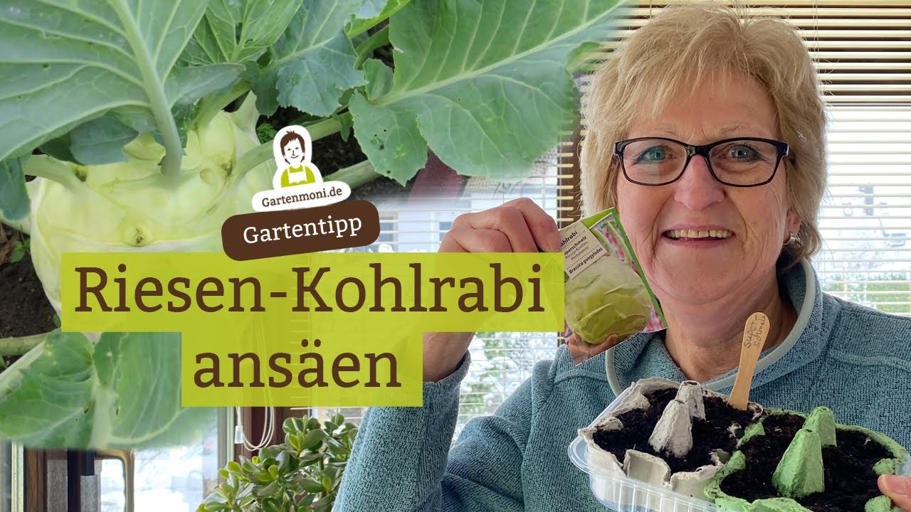 Riesenkohlrabi säen - Superschmelz ansäen im Februar