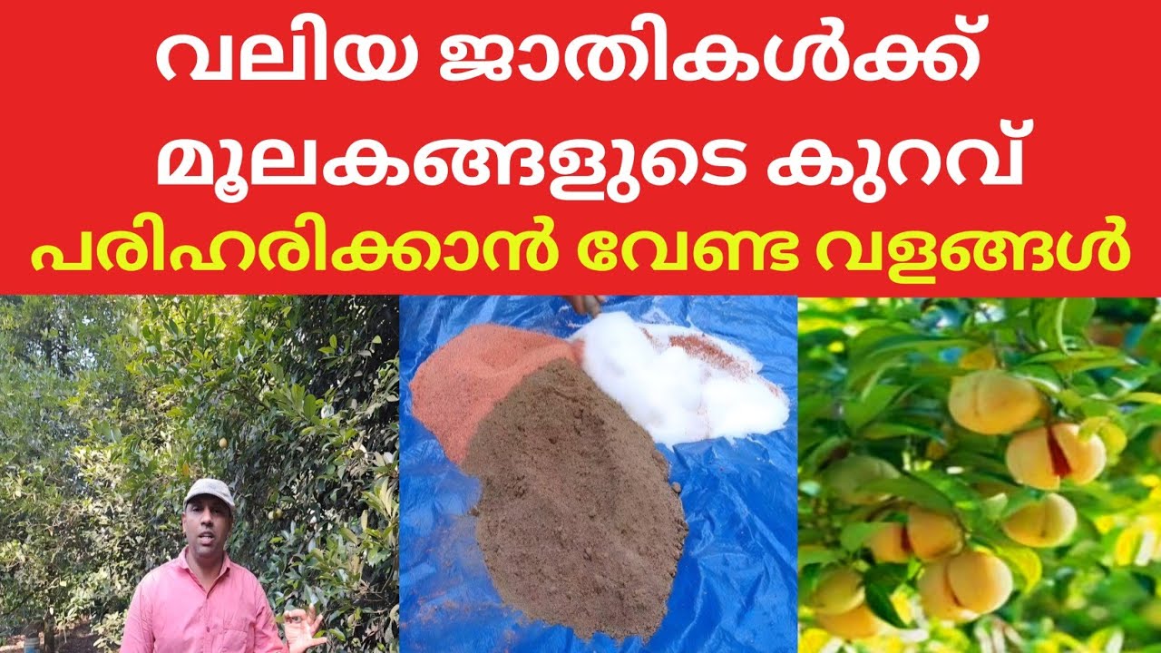 ജാതി കൃഷിയിൽ രാസവളങ്ങൾ ഏത് രീതിയിൽ കൊടുക്കണം @kl40moneyfarming 