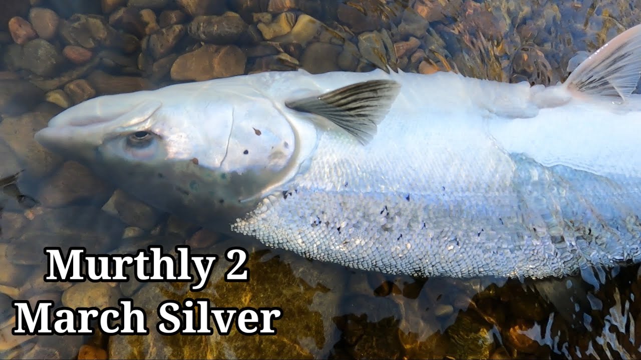 ПЕРВЫЙ ЛОСОСЬ 2025 ГОДА, Salmon Fishing Scotland