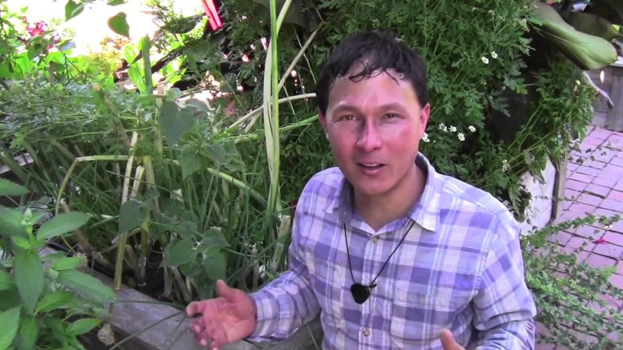 How to Eliminate Grubs in Your Lawn or Garden without Pesticide