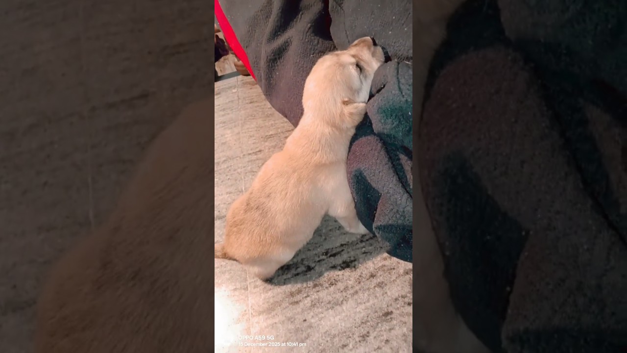 Mother and Puppy Bond 🐶💞🐾 